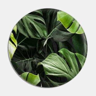 An image of a tropical monstera plant Pin
