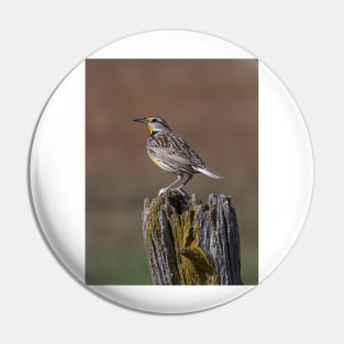 Eastern Meadowlark Pin