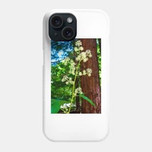 Muir Woods Study 2 Phone Case