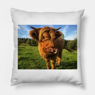 Scottish Highland Cattle Calf 2105 Pillow