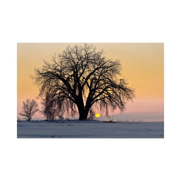 Cottonwood Cold Sunrise by nikongreg