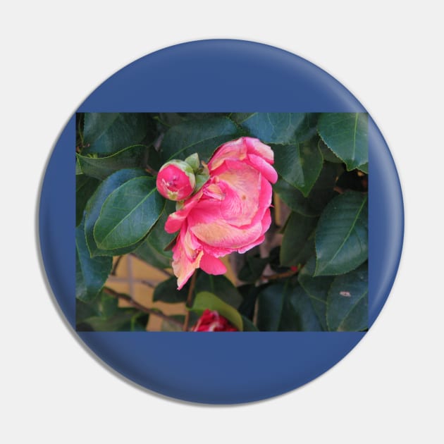 Camellia coming into bloom Pin by FriendlyComputerHelp