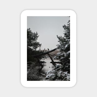 Snowy Heron Perched on Log - Assateague, VA Magnet