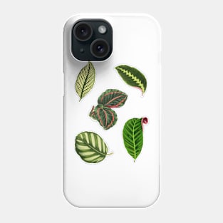 Pack of Calathea leaves Phone Case