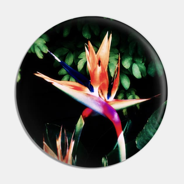 Bird of Paradise Pin by csturman