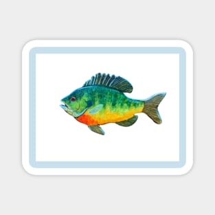 Bluegill panfish Magnet