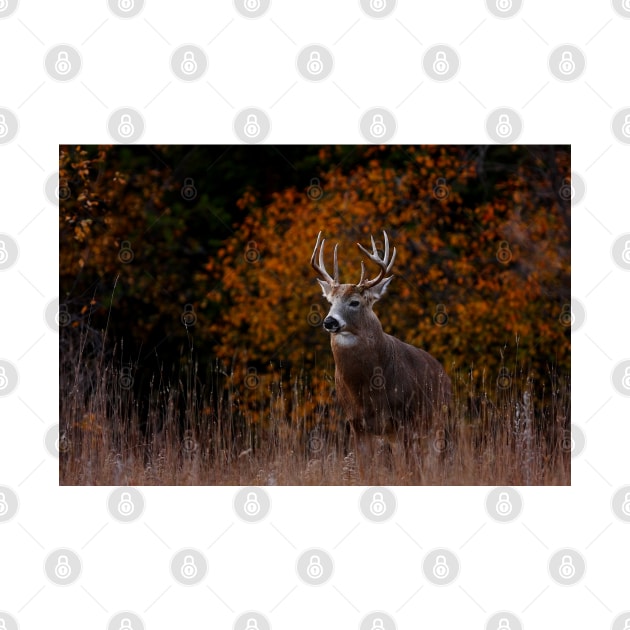 Early fall rut - White-tailed Deer by Jim Cumming