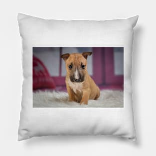 Bull Terrier Pillow