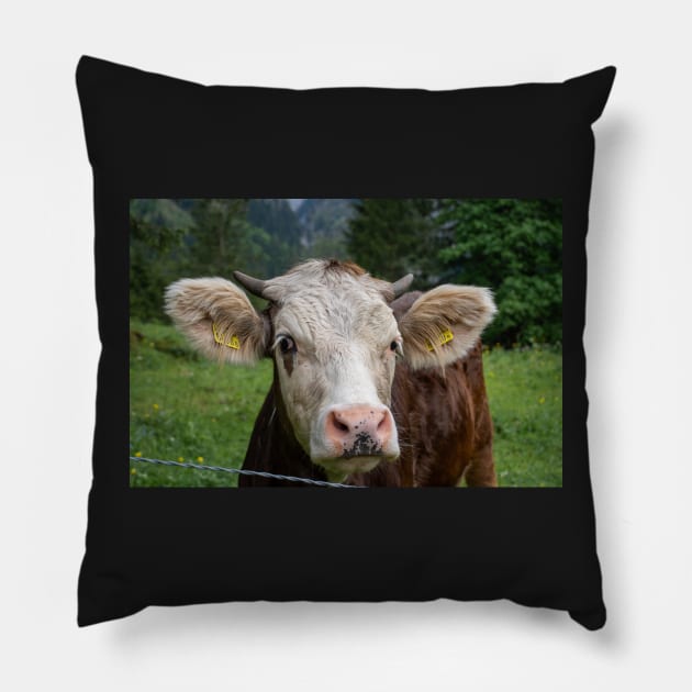 Swiss Cow 4 Pillow by photosbyalexis