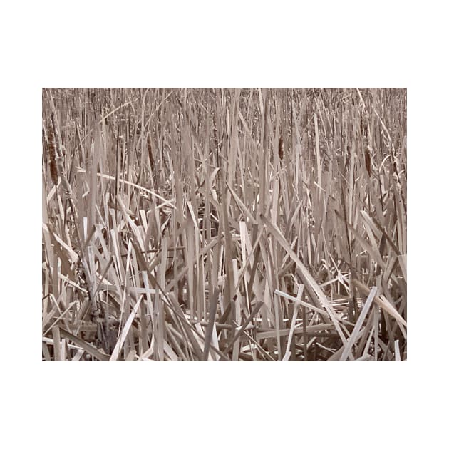 Cattails by TerraDumont