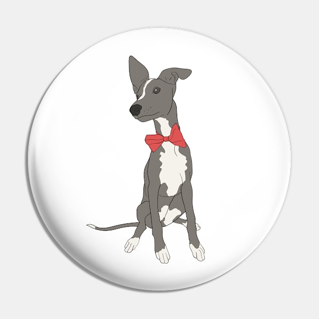 Cute Grey Italian Greyhound with bright pink bow Pin by This Iggy Life