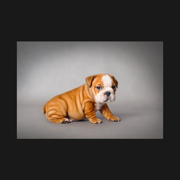 Bulldog puppy by PetsArt