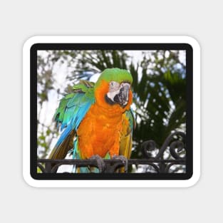 Harlequin Macaw Magnet