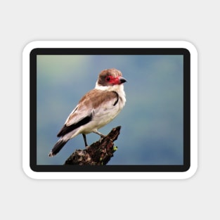 Exotic White Bird in Central America Photography Magnet