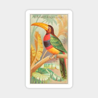 The Banded Aracari Toucan Magnet