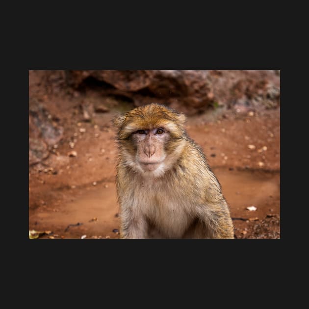 Barbary Macaque Monkey by mitzobs