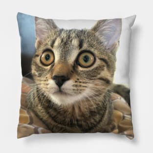 Surprised cat Pillow