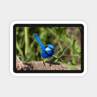 Splendid Fairy Wren (Male) Western Australia Magnet