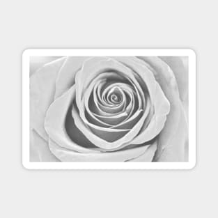 White Rose Flower Detail Macro Magnet