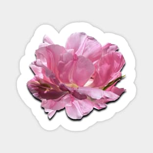 Gorgeous pink peony Magnet