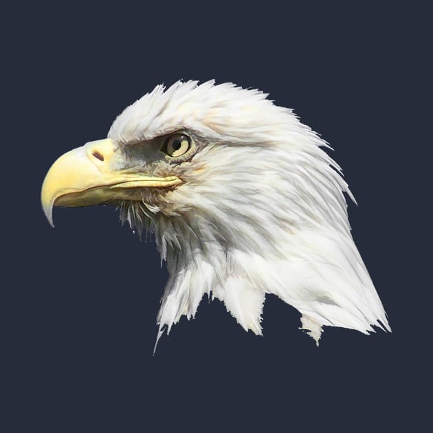 Bald Eagle Head by funfun