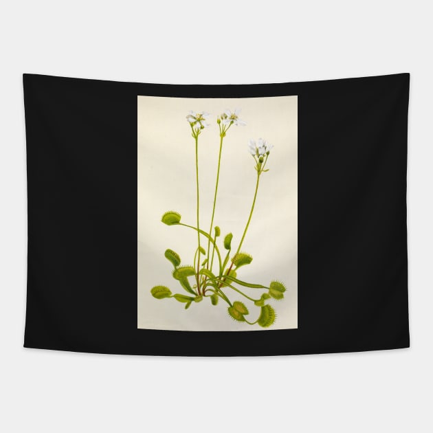 Venus flytrap - Botanical Illustration Tapestry by chimakingthings