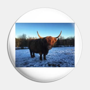 Scottish Highland Cattle Cow 2243 Pin