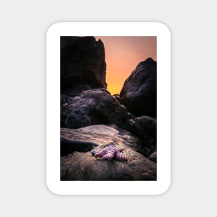 Red Starfish and A Sunset Magnet