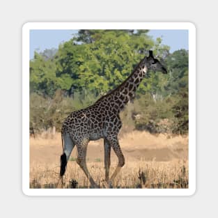 Zambia giraffe Magnet