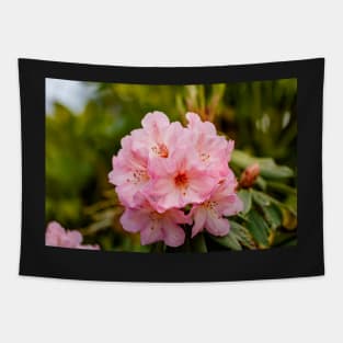 Pink rhododendron flowers Tapestry