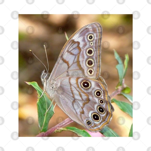 brown butterfly by ButterfliesFlowersGarden