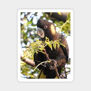 Yellow-tailed Black Cockatoo Magnet