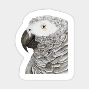 Grey parrot congo african timneh old word bird watercolor Magnet