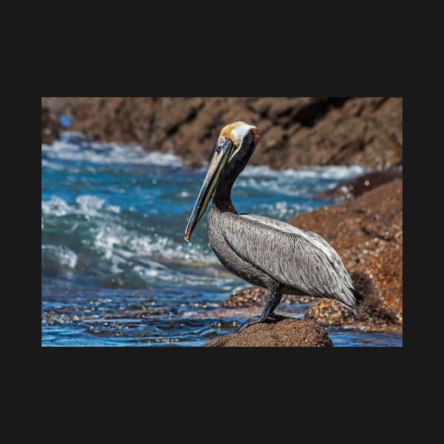 Pelican. by bulljup