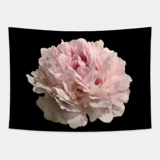 Pale Pink Peony Close-up Tapestry