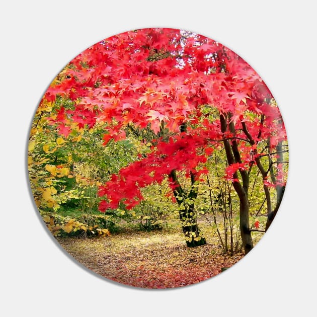 Fallen autumn leaves in the Cotswolds Pin by stevepaint