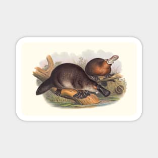 Animals Of Australia The Duck Billed Platypus Magnet