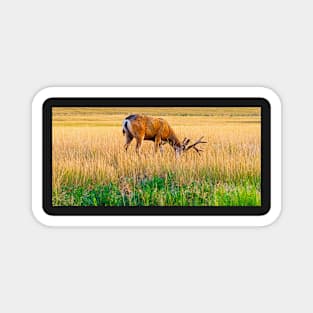 Whitetail Buck Magnet