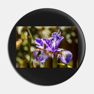 Blue Siberian Iris Pin