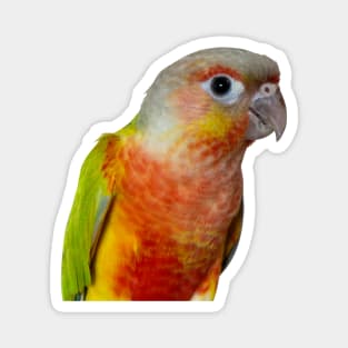 Pineapple Green Çheeked Conure Parrot Bird Magnet