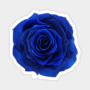 Blue Rose Magnet