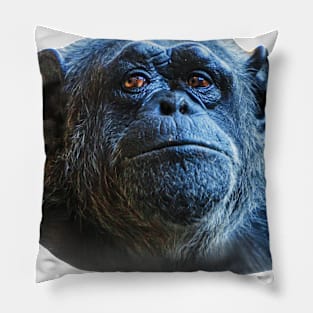 Chimp Eyes Pillow