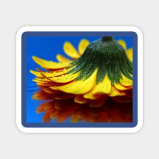 A yellow flower. Magnet