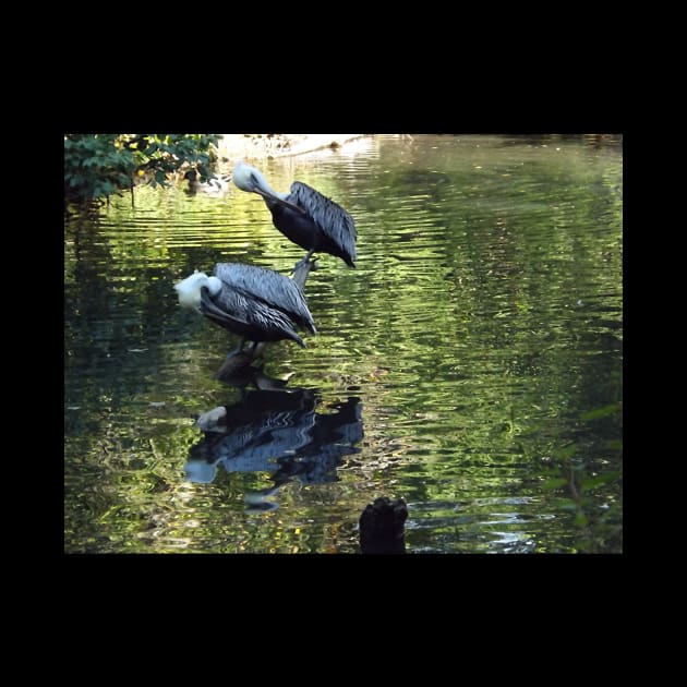 Exotic Bird and Reflection, Bronx Zoo, Bronx New York by AxeandCo