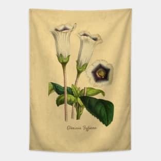Gloxinia Fytiana With Details Tapestry