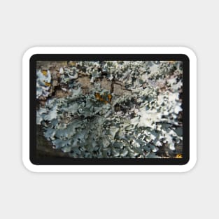 Grey Lichen - South Australia Magnet