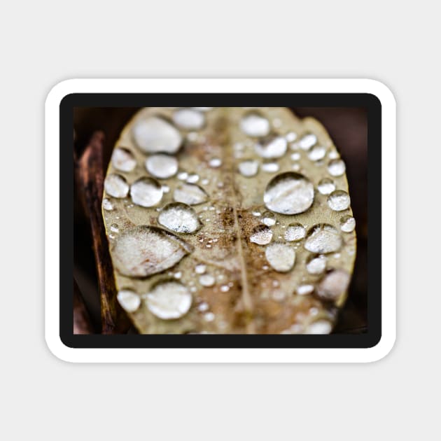 Water droplets on leaf Magnet by glovegoals