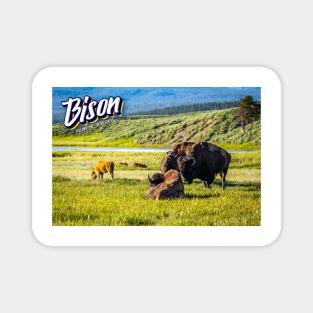 Bison at Yellowstone Magnet