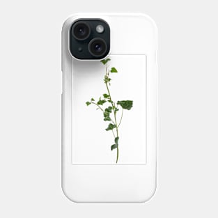 Ivy branch isolated on a white background Phone Case