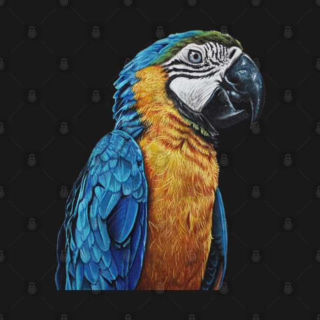 Parrot drawing by cristianvan